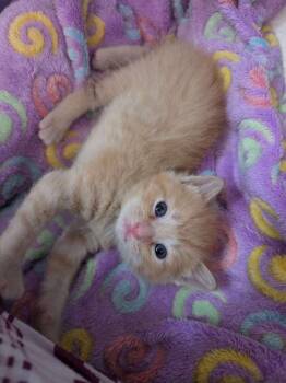 Lucien -  Domestic Short Hair Cat for Adoption in Virginia Beach, Virginia - Lucien | PetCurious