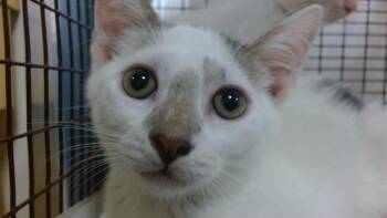ASIA -  Domestic Short Hair Cat for Adoption in Doral, Florida - ASIA | PetCurious