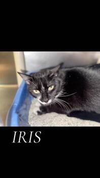 Domestic Short Hair Cats Available for Adoption in Cambridge, Maryland - Iris | PetCurious