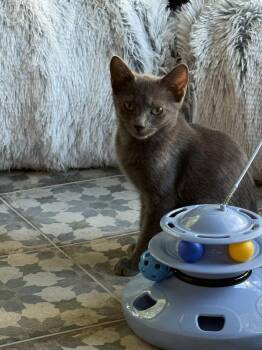 Dasha -  Russian Blue and Domestic Short Hair Cat for Adoption in Dallas, Texas - Dasha | PetCurious