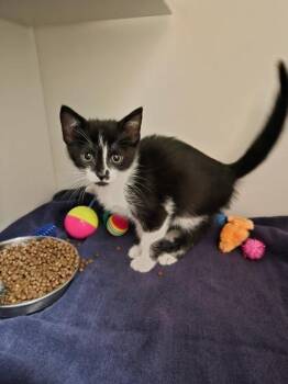 Rascal -  Domestic Short Hair Cat for Adoption in Savannah, Georgia - Rascal | PetCurious