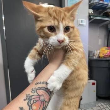 Domestic Short Hair Cats Available for Adoption in Port Charlotte, Florida - Acorn | PetCurious