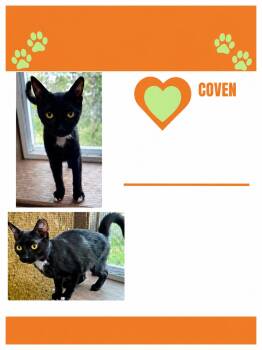 Domestic Short Hair Cats Available for Adoption in Lemoyne, Pennsylvania - Coven | PetCurious