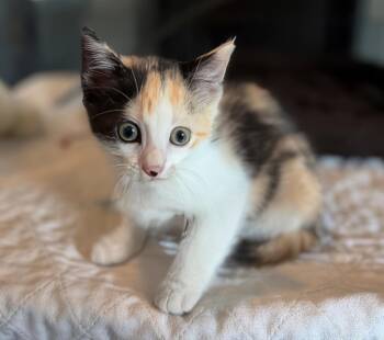 Mila -  Domestic Short Hair Cat for Adoption in Nashville, Tennessee - Mila | PetCurious