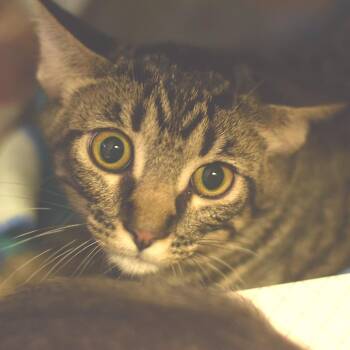 Sinon -  Domestic Short Hair Cat for Adoption in Belleville, Illinois - Sinon | PetCurious