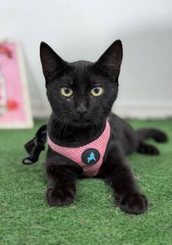 Nutella-One of our Amazing Rescue Cats -  Bombay and Burmese Cat for Adoption in Carlsbad, California - Nutella-One Of Our Amazing Rescue Cats | PetCurious