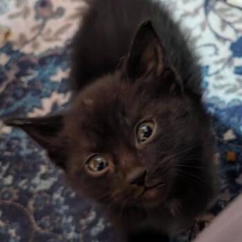 Bernard -  Domestic Short Hair Cat for Adoption in Gordonsville, Tennessee - Bernard | PetCurious