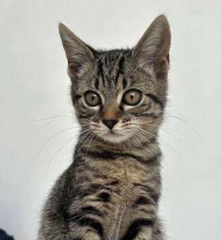 Rescue Domestic Short Hair Cats for Adoption - Gnocchi! | PetCurious