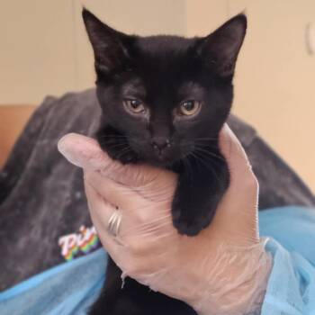 Rescue Domestic Short Hair Cats for Adoption in Midland, Texas - Sweetheart | PetCurious