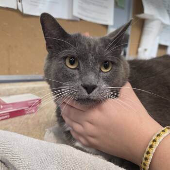 Rescue Domestic Short Hair Cats for Adoption - Sampson | PetCurious