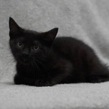 Verona -  Domestic Short Hair Cat for Adoption in Redwood City, California - Verona | PetCurious