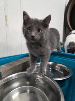 Rescue Domestic Short Hair Cats for Adoption in Spencer, Iowa - Heath | PetCurious