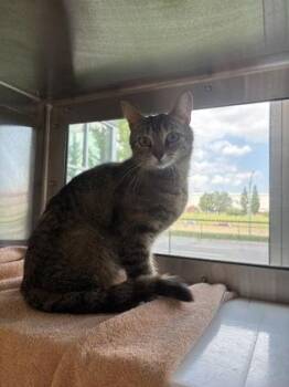 Patricia -  Domestic Short Hair Cat for Adoption in Westland, Michigan - Patricia | PetCurious