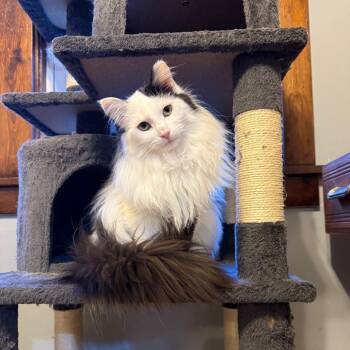 Rescue Domestic Medium Hair Cats for Adoption in Gibsonia, Pennsylvania - Teats | PetCurious