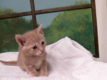 JANE -  Domestic Short Hair Cat for Adoption in Houston, Texas - JANE | PetCurious