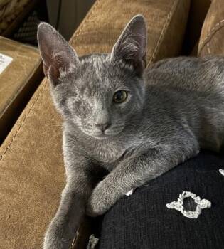 Pitrick -  Domestic Short Hair Cat for Adoption in Honolulu, Hawaii - Pitrick | PetCurious