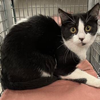 111802 -  Domestic Short Hair Cat for Adoption in Las Cruces, New Mexico - 111802 | PetCurious