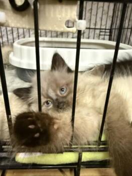 Dirt Ball -  Siamese and Domestic Long Hair Cat for Adoption in Fredericton, New Brunswick - Dirt Ball | PetCurious