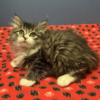 Rescue Domestic Long Hair Cats for Adoption in Candler, North Carolina - Jeronimo | PetCurious