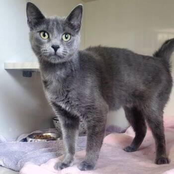 Grace -  Domestic Short Hair Cat for Adoption in Hutchinson, Minnesota - Grace | PetCurious