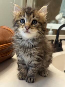 Rocket -  Domestic Medium Hair Cat for Adoption in Sorrento, Louisiana - Rocket | PetCurious