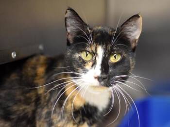 Rescue Domestic Short Hair Cats for Adoption in Portland, Oregon - Foxtail | PetCurious