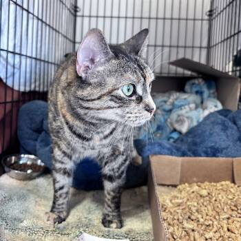 Rescue Domestic Short Hair Cats for Adoption in Bismarck, North Dakota - Reba | PetCurious