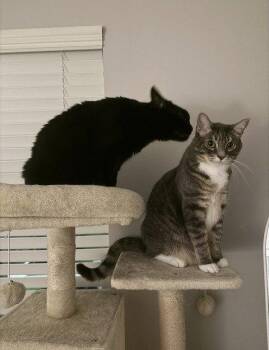 Wyn -  Domestic Short Hair Cat for Adoption in Nashville, Tennessee - Wyn | PetCurious