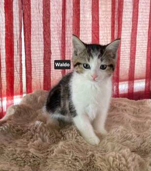 Waldo -  Tabby Cat for Adoption in Wyandotte, Michigan - Waldo | PetCurious