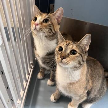 Munchkin -  Domestic Medium Hair Cat for Adoption in Brockton, Massachusetts - Munchkin | PetCurious