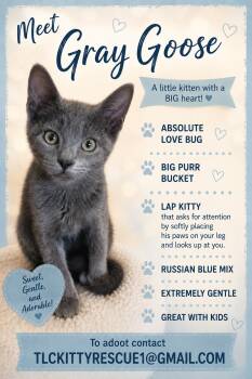 GRAY GOOSE -  Russian Blue and Domestic Short Hair Cat for Adoption in Escalon, California - GRAY GOOSE | PetCurious