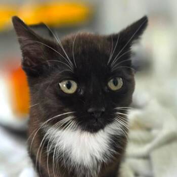 Brioche -  Domestic Short Hair Cat for Adoption in Chapel Hill, North Carolina - Brioche | PetCurious
