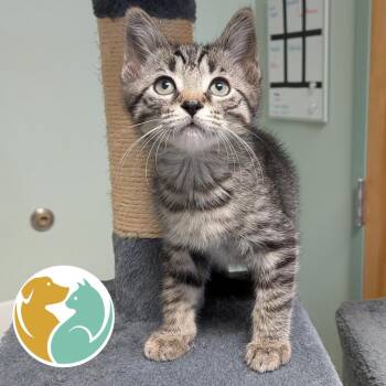 Bacon -  Domestic Short Hair Cat for Adoption in Toledo, Ohio - Bacon | PetCurious