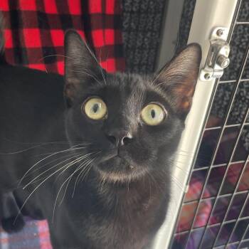 Domestic Short Hair Cats Available for Adoption in Chicago, Illinois - Lightning Bolt | PetCurious