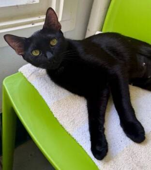 Starburst -  Domestic Short Hair Cat for Adoption in Honolulu, Hawaii - Starburst | PetCurious