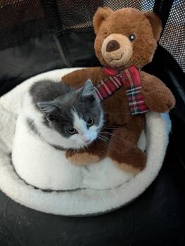 Stormy Siren Grifols -  Domestic Medium Hair Cat for Adoption in Poplar Grove, Illinois - Stormy Siren Grifols | PetCurious