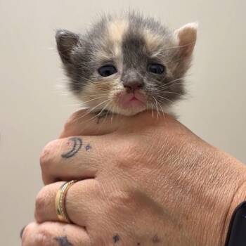 Conchita (Half Dozen) -  Domestic Short Hair Cat for Adoption in Charlotte, North Carolina - Conchita (Half Dozen) | PetCurious