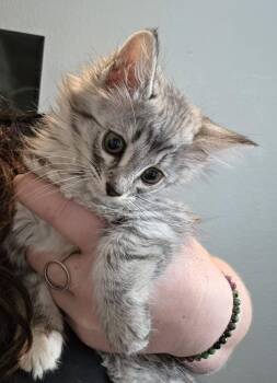 Salty -  Tabby Cat for Adoption in Trophy Club, Texas - Salty | PetCurious