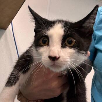 Hooch -  Domestic Short Hair Cat for Adoption in Tampa, Florida - Hooch | PetCurious