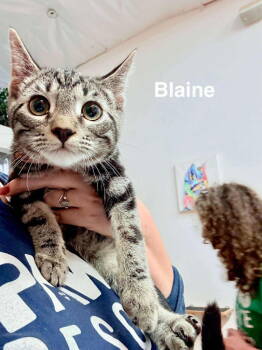Rescue Domestic Short Hair and Tabby Cats for Adoption in St. George, Utah - Blaine | PetCurious