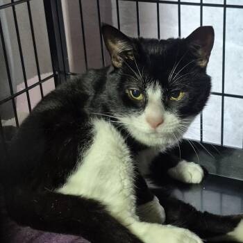 Big boy -  Tuxedo Cat for Adoption in Raritan, New Jersey - Big Boy | PetCurious