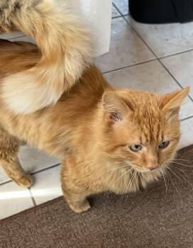 Domestic Long Hair Cats Available for Adoption in Arlington, Virginia - Ringo -Unique | PetCurious