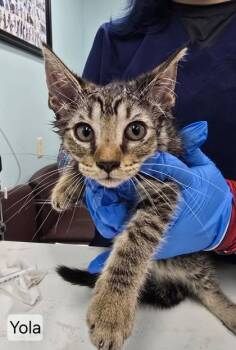 Domestic Short Hair Cats Available for Adoption in West Chester, Pennsylvania - YOLA | PetCurious