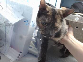 GEM -  American Wirehair and Domestic Short Hair Cat for Adoption in Albuquerque, New Mexico - GEM | PetCurious