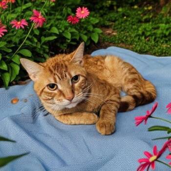 STITCH -  Domestic Short Hair Cat for Adoption - STITCH | PetCurious