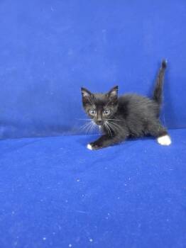 Rescue American Shorthair Cats for Adoption in Ruston, Louisiana - Tubi | PetCurious