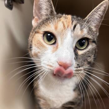 Calypso -  Domestic Short Hair Cat for Adoption in South Elgin, Illinois - Calypso | PetCurious