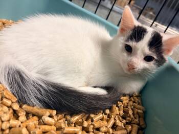Hufflepuff -  Domestic Short Hair Cat for Adoption in Huntington, Indiana - Hufflepuff | PetCurious
