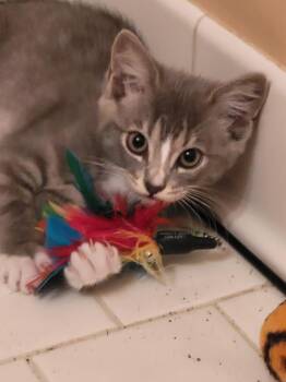 Sloane26 -  Domestic Short Hair Cat for Adoption in Youngsville, North Carolina - Sloane26 | PetCurious