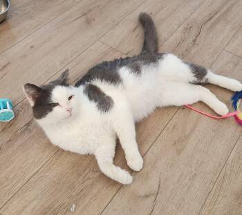 Domestic Short Hair Cats Available for Adoption in Herndon, Virginia - Sweet Fang | PetCurious